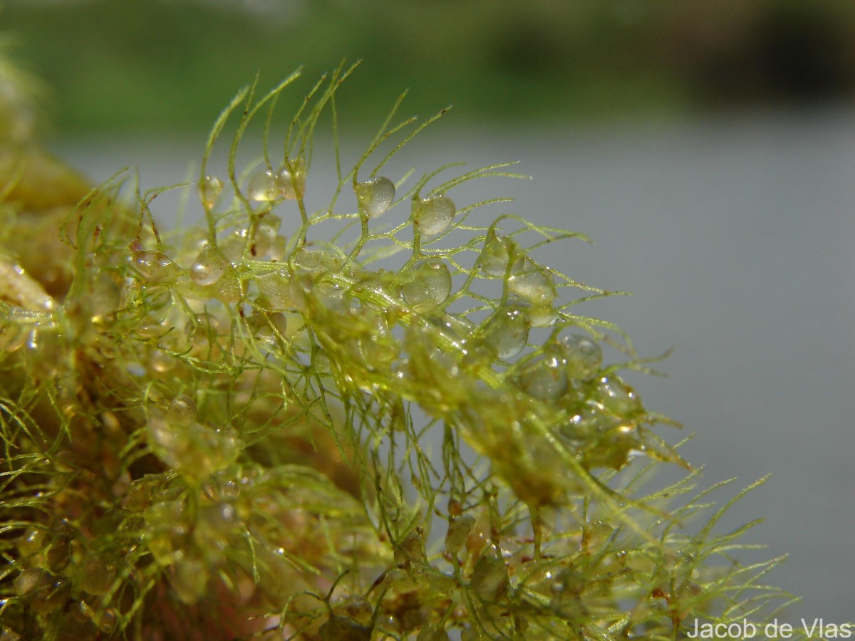 Utricularia aurea Lour.